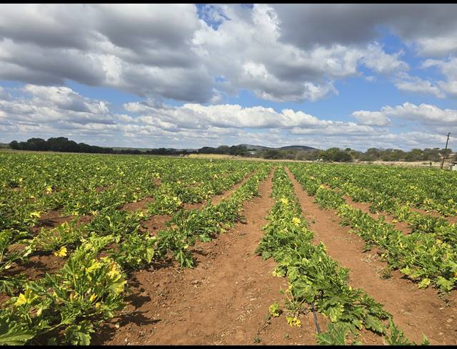 93HA FARM FOR SALE IN MOPANE